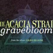The lyrics PLAGUE DOCTOR of THE ACACIA STRAIN is also present in the album Gravebloom (2017)