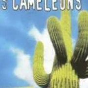 The lyrics LA QUEMADURA of LES CAMÉLÉONS is also present in the album Todos (2001)