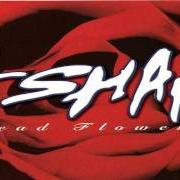 The lyrics SILICONE of ESHAM is also present in the album Dead flowerz (1996)