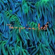 The lyrics HIP SPONGE of ANIMAL COLLECTIVE is also present in the album Tangerine reef (2018)