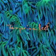 The lyrics HAIR CUTTER of ANIMAL COLLECTIVE is also present in the album Tangerine reef (2018)