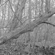 The lyrics SVART of SHINING is also present in the album Livets ändhallplats (2001)