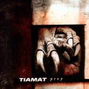 The lyrics AMANITIS of TIAMAT is also present in the album Amanethes (2008)