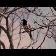 The lyrics SIMPSON DESERT of JOHN WILLIAMSON is also present in the album Butcherbird (2018)