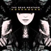 Horehound