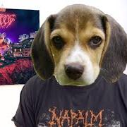Woof.