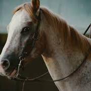 Appaloosa Appaloosa