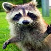 Racoon