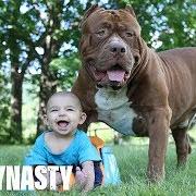 Strong Dinasty