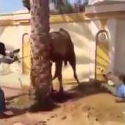 Camel Bait
