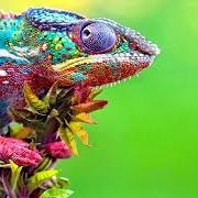 Chameleons