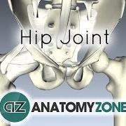 Hipjoint