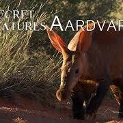 Aardvarks