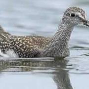 Shorebirds