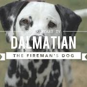 Dalmatian