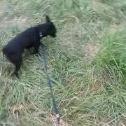 Diamentdog