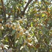 Almond Tree