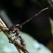 Cordyceps